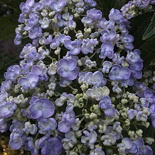 紫陽花のドライフラワーが好き/庭から/紫陽花が好き♡/庭のある暮らしのインテリア実例 - 2021-07-06 21:13:09