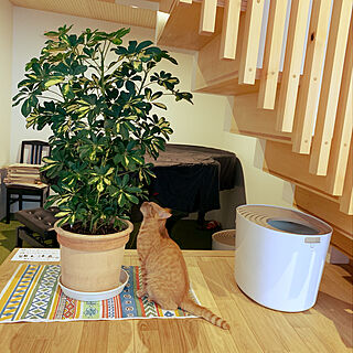 猫と暮らす/園芸を楽しむ/観葉植物/ピアノがある部屋/リビングのインテリア実例 - 2020-10-08 16:32:23
