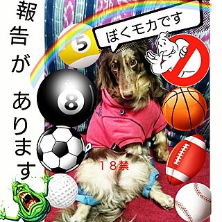 ベッド周り/わんこばかりでゴメンなさい。/わんこと暮らす家/ミニチュアダックスフンドなんです/チョコダップル...などのインテリア実例 - 2017-07-08 15:08:47