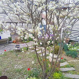 庭/ガーデン/ジューンベリー/チューリップのインテリア実例 - 2021-04-04 11:52:13
