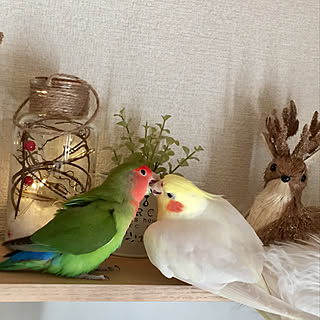 フェイクファーマット　ラウンドホワイト/トナカイさん/LEDオーナメント　ガラスゴールド/インコ/インコと暮らす家...などのインテリア実例 - 2019-12-24 16:55:33