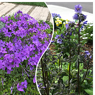 紫の花が好き/ツルハナシノブ/ハナシノブパープルレイン/庭/ガーデニング...などのインテリア実例 - 2022-05-05 06:33:55