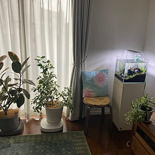 リビング/ベンジャミン/観葉植物のある部屋/水草水槽/熱帯魚水槽...などのインテリア実例 - 2023-07-31 16:09:47