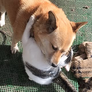 玄関/入り口/猫ばか/ミックス犬/犬のいる暮らし/仲良し...などのインテリア実例 - 2017-02-23 18:35:51