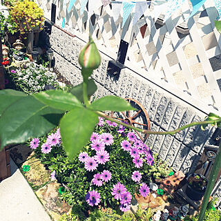 部屋全体/てづくりの庭/お花のある生活❁/グリーンのある暮らし/お庭のお花♡...などのインテリア実例 - 2019-05-04 15:14:31