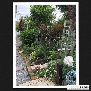 ベッド周り/ガーデン/手作りの庭/ラダーdiy/レンガの小道DIY...などのインテリア実例 - 2016-05-16 19:40:43