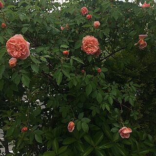 机/薔薇/花のある暮らし/みどりのある暮らし/ひなたの庭...などのインテリア実例 - 2017-05-24 10:23:37