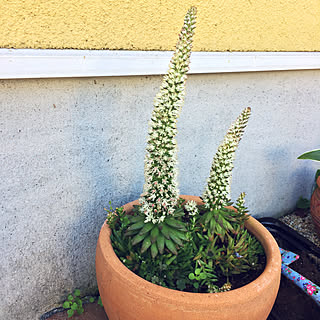 玄関/入り口/爪蓮華/植物/玄関/花のある暮らし...などのインテリア実例 - 2017-12-03 17:06:46