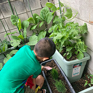 家庭菜園２年目/幼稚園児コンビ/シソ植えました。収穫して食べました。/フォローありがとうございます☆/いいね！コメントありがとうございます☆...などのインテリア実例 - 2021-06-20 08:17:50
