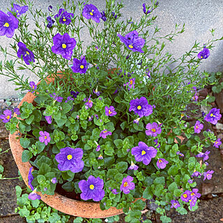 庭/紫/寄せ植え/花のある暮らし/玄関/入り口のインテリア実例 - 2021-06-06 10:59:58