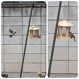 庭 バードフィーダーのおしゃれなインテリアコーディネート レイアウトの実例 Roomclip ルームクリップ