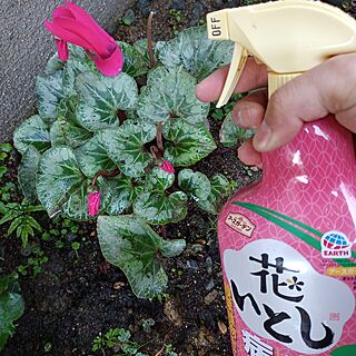 玄関/入り口/ガーデニング/花のある暮らし/害虫対策/アースガーデン...などのインテリア実例 - 2024-04-11 06:04:13