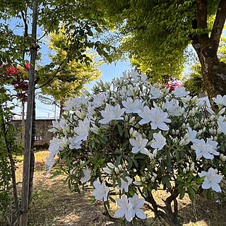 玄関/入り口/ツツジ満開❤︎/ウチの庭/花のある暮らし/昭和のおウチ...などのインテリア実例 - 2024-05-05 04:08:19