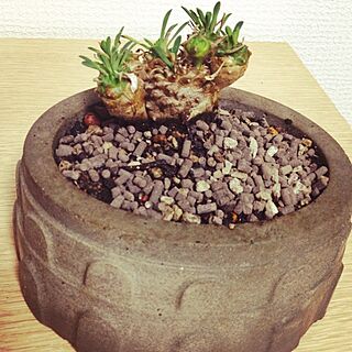 自作の植木鉢/DIYのインテリア実例 - 2014-07-01 20:56:42