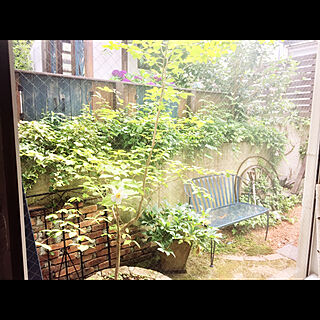 コストコのベンチ/楽しい庭作り♫/シンボルツリー/木が好き/セルフデザイン...などのインテリア実例 - 2019-06-27 08:35:47