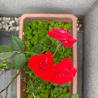 ミニ薔薇♡/しゃれとんしゃあ会/玄関/入り口のインテリア実例 - 2020-05-21 11:59:44
