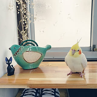 蚊遣り/鳥グッズ/オカメインコと暮らす/オカメインコのいる暮らし/飾り棚DIY...などのインテリア実例 - 2021-05-29 16:30:12