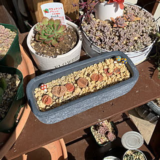 多肉植物のある暮らし/植物のある暮らし/季節を楽しむ暮らし/フォロワー様いつもありがとうございます♡/コメントお気遣いなく(⁎ᴗ͈ˬᴗ͈⁎)...などのインテリア実例 - 2021-03-17 21:09:47