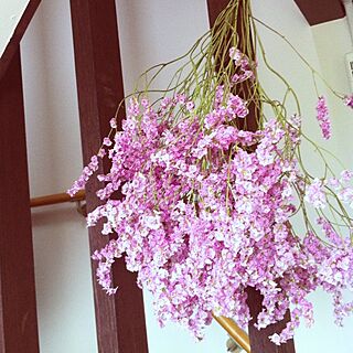 玄関/入り口/お花/植物のインテリア実例 - 2013-05-15 16:12:39