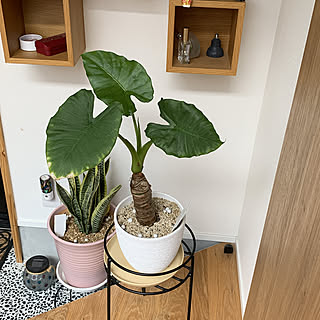 ガーデニング/ねこと暮らす/観葉植物のある暮らし/観葉植物/観葉植物初心者...などのインテリア実例 - 2022-04-20 07:22:11