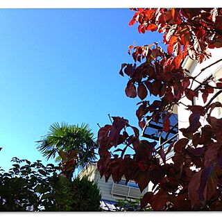 ありがとうございました( ´ ▽ ` )/庭/シンボルツリー/庭からの眺めのインテリア実例 - 2013-11-13 09:18:11