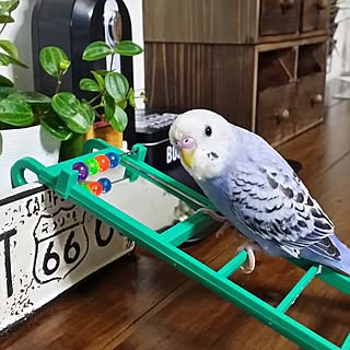 机/インテリアじゃなくてごめんなさい/セキセイインコ/ぺぺロミア/自己満足でごめんなさい(^◇^;)...などのインテリア実例 - 2016-10-12 13:06:08