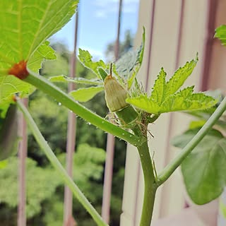 玄関/入り口/雑貨/一人暮らし/皆様いつもありがとうございます♡/ベランダ菜園...などのインテリア実例 - 2023-07-24 14:36:53