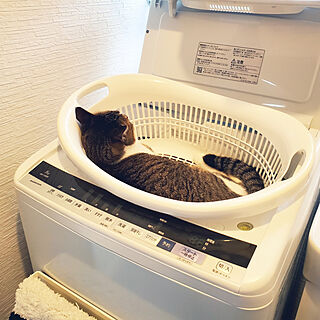 バス/トイレ/ねこの昼寝場所/ねこが好き/ねこと暮らす。/ねこのいる日常...などのインテリア実例 - 2020-09-21 13:55:25