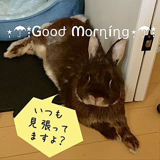 皆様今日も素敵な一日を(⑉°з°)-♡/耳の向き(꒪д꒪II/すごく言いたいことがある時の/兎さん毛が抜け替わりの時期に☆/朝起きたら見張られてたｗ...などのインテリア実例 - 2019-04-24 10:19:00