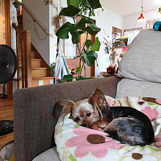 ベッド周り/犬と暮らす/チェアハンモック/グリーンのある暮らし/リビング階段のインテリア実例 - 2019-09-01 17:49:13