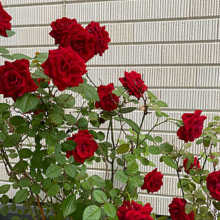 プランターガーデン/薔薇のある暮らし/玄関/いいね！ありがとうございます♪/植物のある暮らし...などのインテリア実例 - 2022-05-09 07:24:16