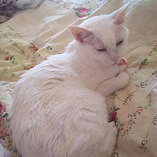 ベッド周り/猫とインテリア/猫と暮らす/猫で苦労する/白猫...などのインテリア実例 - 2017-02-24 12:43:33