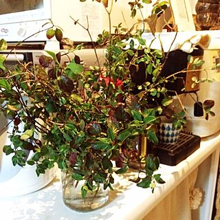 キッチン/植物/herbのインテリア実例 - 2014-03-19 20:38:07