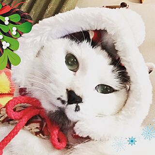 キッチン/メリークリスマス☆:*･ﾟ/猫サンタ/サンタコス/猫好き...などのインテリア実例 - 2016-12-24 22:05:16