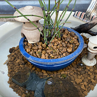 睡蓮鉢 水生植物のおしゃれなアレンジ・飾り方のインテリア実例
