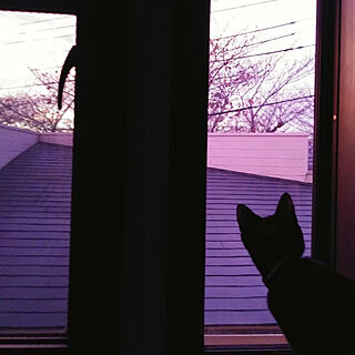 ベッド周り/窓と猫の物語2021withYKKAP/ねこのいる日常/ねこと暮らす。/黒猫のインテリア実例 - 2021-11-20 08:50:02