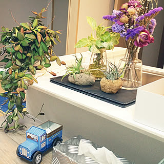 棚/ホヤ カーティシー/水栽培/観葉植物のある部屋/ダルトン...などのインテリア実例 - 2018-05-23 22:00:29