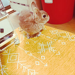 ウィルトン織りラグ/ミニウサギのミミ/幾何学模様/うさぎと暮らす/リビングのインテリア実例 - 2022-03-07 07:56:22