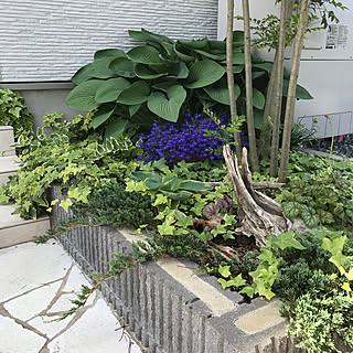 ギボウシ アズーロコンパクトのインテリア実例 Roomclip ルームクリップ