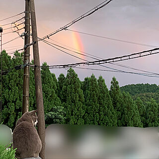 トトロ猫/１本消えた/２本出てた/虹が出た/雨あがり...などのインテリア実例 - 2020-09-26 18:08:34