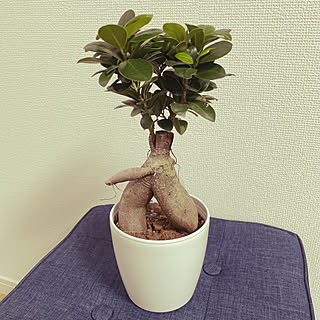 みどり/みどりのある暮らし/植物/観葉植物のある生活/観葉植物...などのインテリア実例 - 2020-11-07 22:44:36