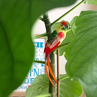 かず姫様♡コザクラインコ 鯉のぼり オブジェ♡ 結び付ける