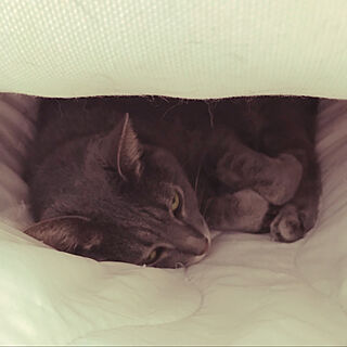 猫のお昼寝/猫の寝床/ねこと暮らす/猫/猫がいる生活...などのインテリア実例 - 2020-04-27 17:07:35