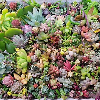 多肉植物 カット苗 モリモリ48 正し おまとめ品