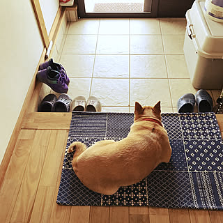 柴犬がいる家/玄関マット/猫のいる暮らし/ワンコと暮らす家/暖炉のある部屋...などのインテリア実例 - 2021-05-04 11:49:26