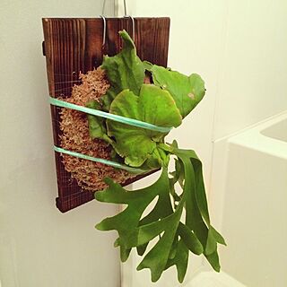 バス/トイレ/一人暮らし/男前/観葉植物/NO GREEN NO LIFE...などのインテリア実例 - 2014-11-18 16:57:58