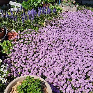 クリーピングタイム ギボウシのインテリア実例 Roomclip ルームクリップ