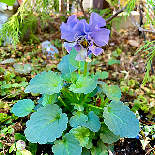 小さな庭/モリモリになぁれ♡/ビオラ♡/植物のある暮らし/お庭のある暮らし...などのインテリア実例 - 2021-12-17 10:24:23