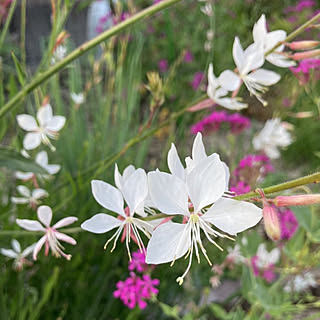 机/虫取りなでしこ/机じゃなくてごめんなさい/植物のある暮らし/庭仕事が好き...などのインテリア実例 - 2021-06-04 10:01:06