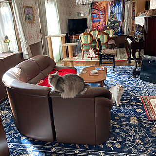 猫がよろこぶ快適な部屋づくり/猫カフェ風/ピアノが聴ける猫カフェをイメージ/ピアノがある部屋/大漁カーペット...などのインテリア実例 - 2022-11-10 22:38:28